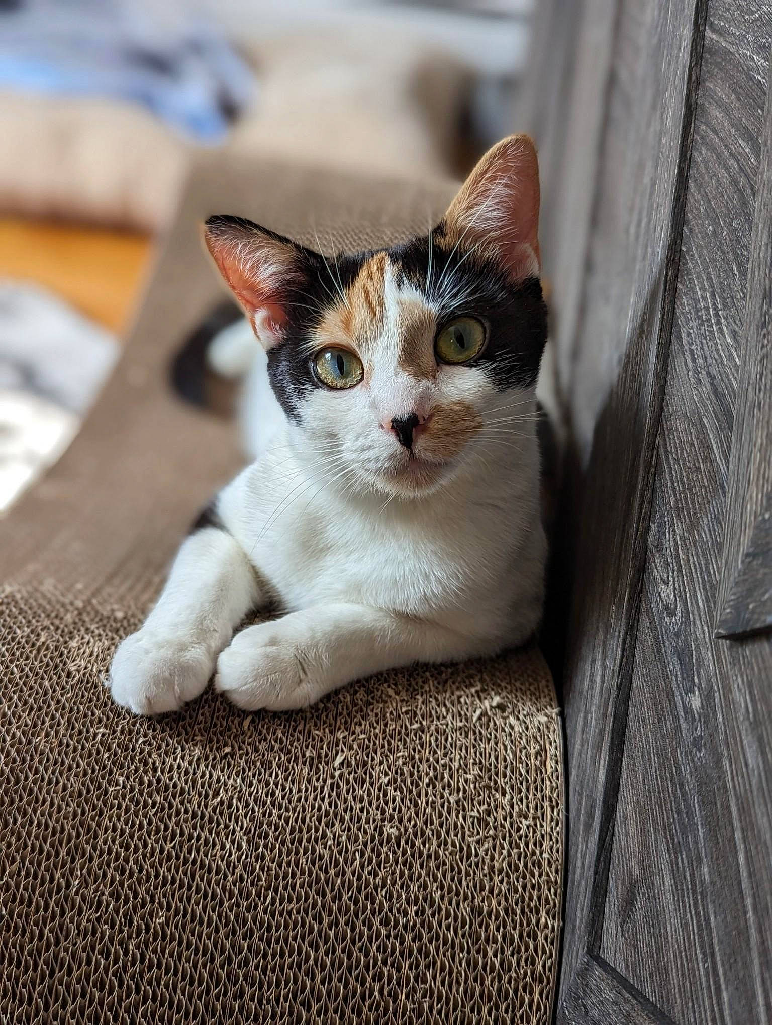 Alice joined the competition — help win amazing prizes! carnivore, cat, collar, comfort, domestic_short_haired_cat, eye, fawn, felidae, fur, grey, head, paw, sitting, small_to_medium_sized_cats, snout, tail, terrestrial_animal, whiskers, wood