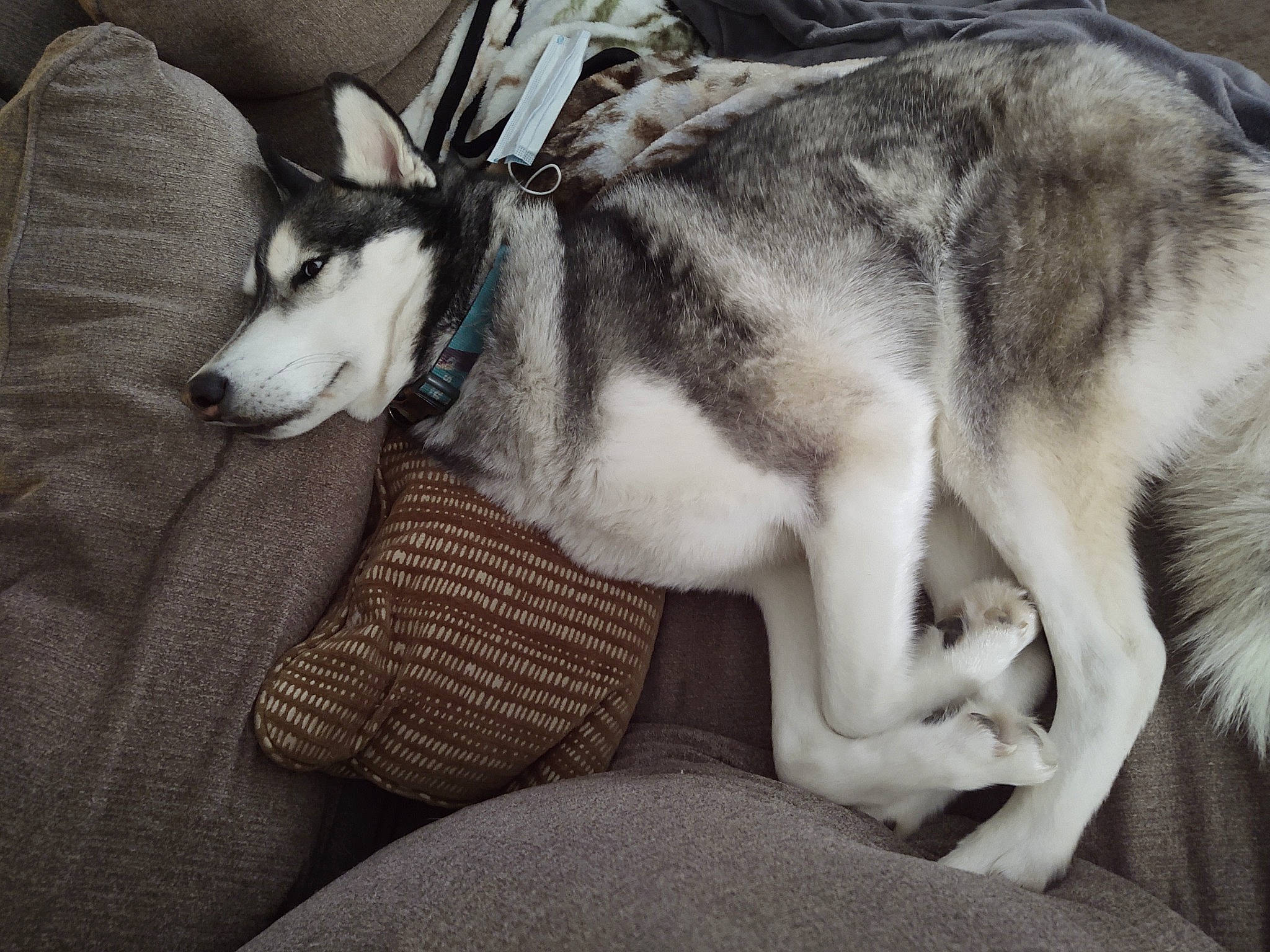 Memphis is registered to the contest to win money with this photo: canidae, canis, carnivore, comfort, companion_dog, dog, dog_breed, fawn, fur, grey, jaw, siberian_husky, sled_dog, small_to_medium_sized_cats, snout, sporting_group, terrestrial_animal, whiskers, wolf, working_animal