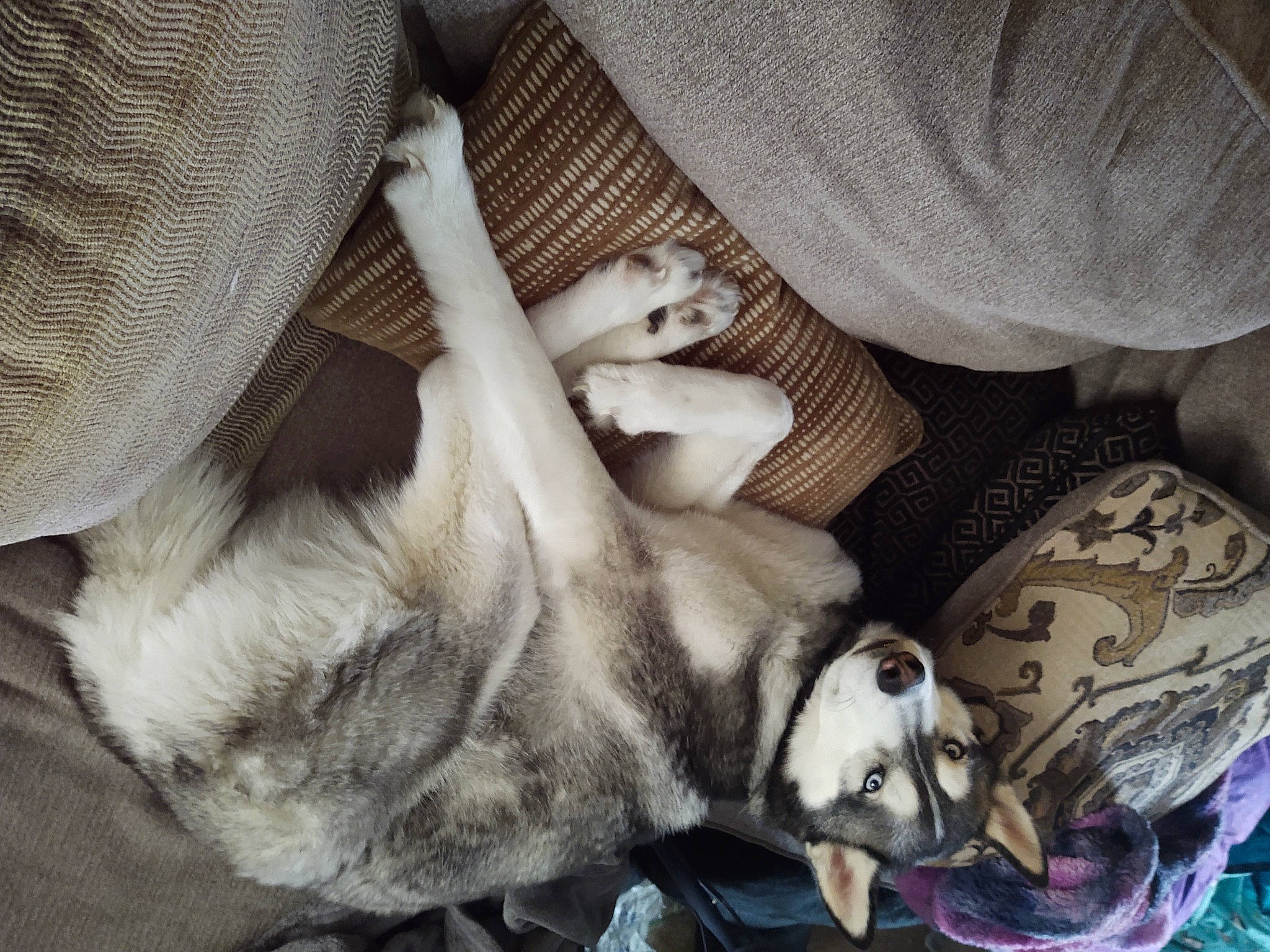 Memphis is registered to the contest to win money with this photo: bed_sheet, bedding, canidae, carnivore, comfort, companion_dog, dog, dog_breed, fawn, felidae, fur, grey, linens, nap, paw, small_to_medium_sized_cats, snout, sporting_group, toy_dog, whiskers