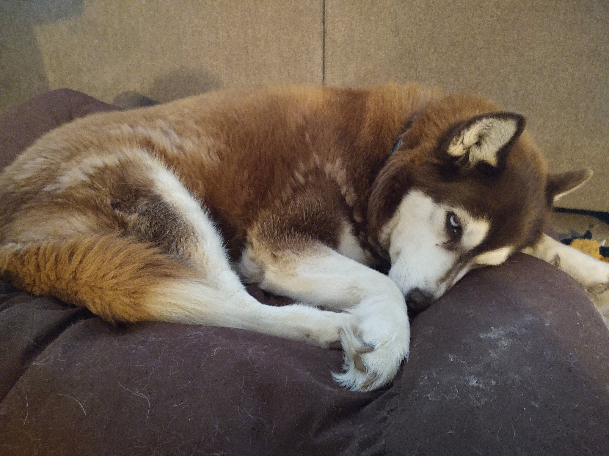 Shasta is registered to the contest to win money with this photo: bored, canidae, carnivore, comfort, companion_dog, dog, dog_breed, fawn, fur, nap, non_sporting_group, paw, sleep, snout, sporting_group, tail, terrestrial_animal, whiskers, working_animal, working_dog