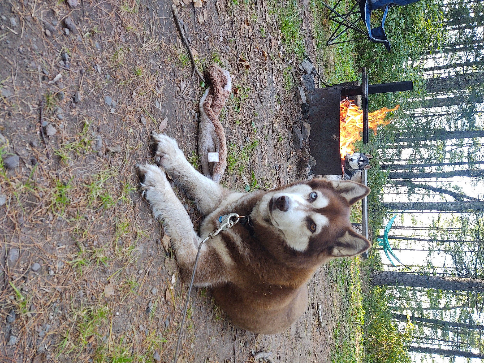 Shasta joined the competition — help win amazing prizes! adventure, canidae, carnivore, dog, dog_breed, fawn, fur, grass, plant, recreation, snout, sporting_group, tail, terrestrial_animal, tree, trunk, twig, wildlife, wood, working_animal