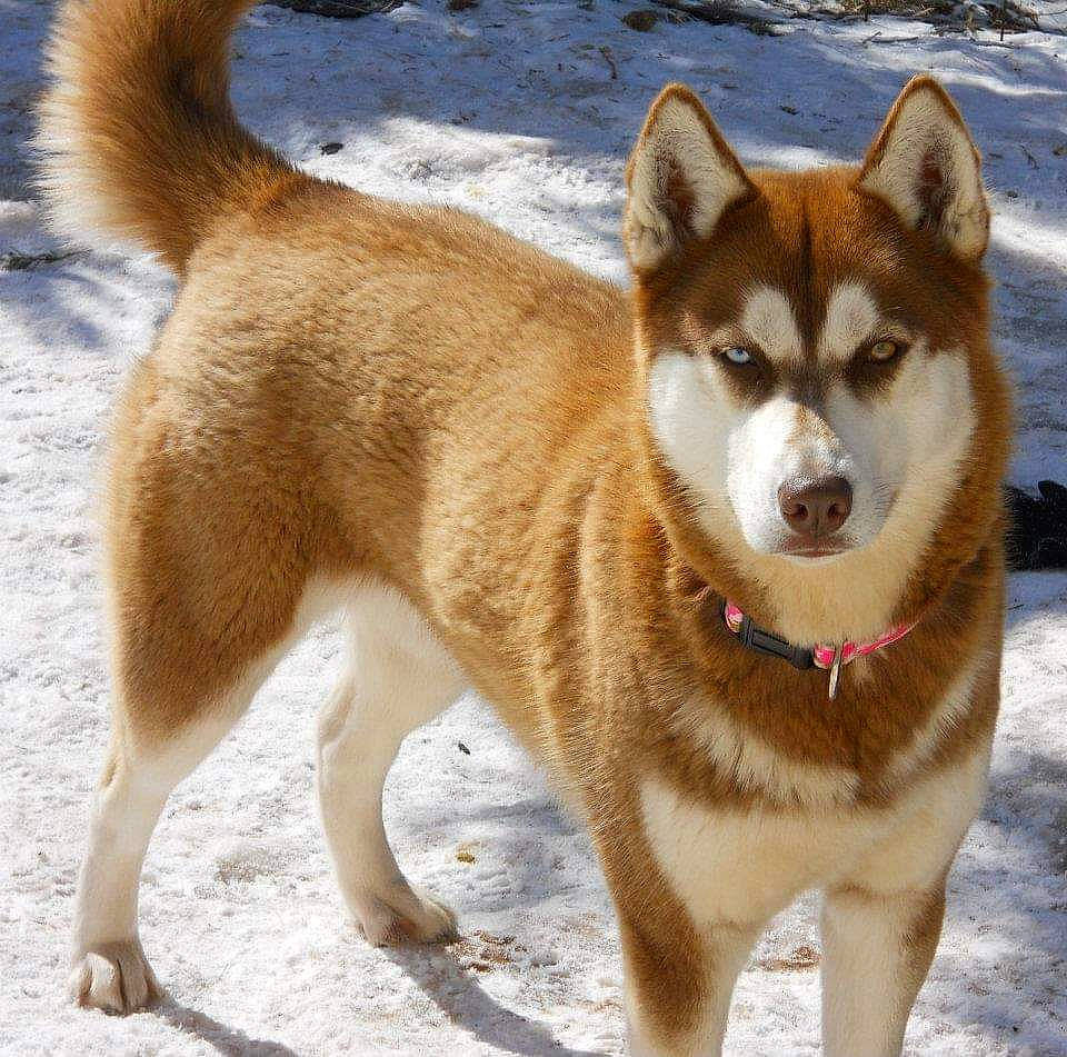Shasta is registered to the contest to win money with this photo: ancient_dog_breeds, balance, canidae, carnivore, collar, companion_dog, dog, dog_breed, fawn, fur, non_sporting_group, pet_supply, snout, snow, sporting_group, tail, terrestrial_animal, whiskers, working_animal, working_dog