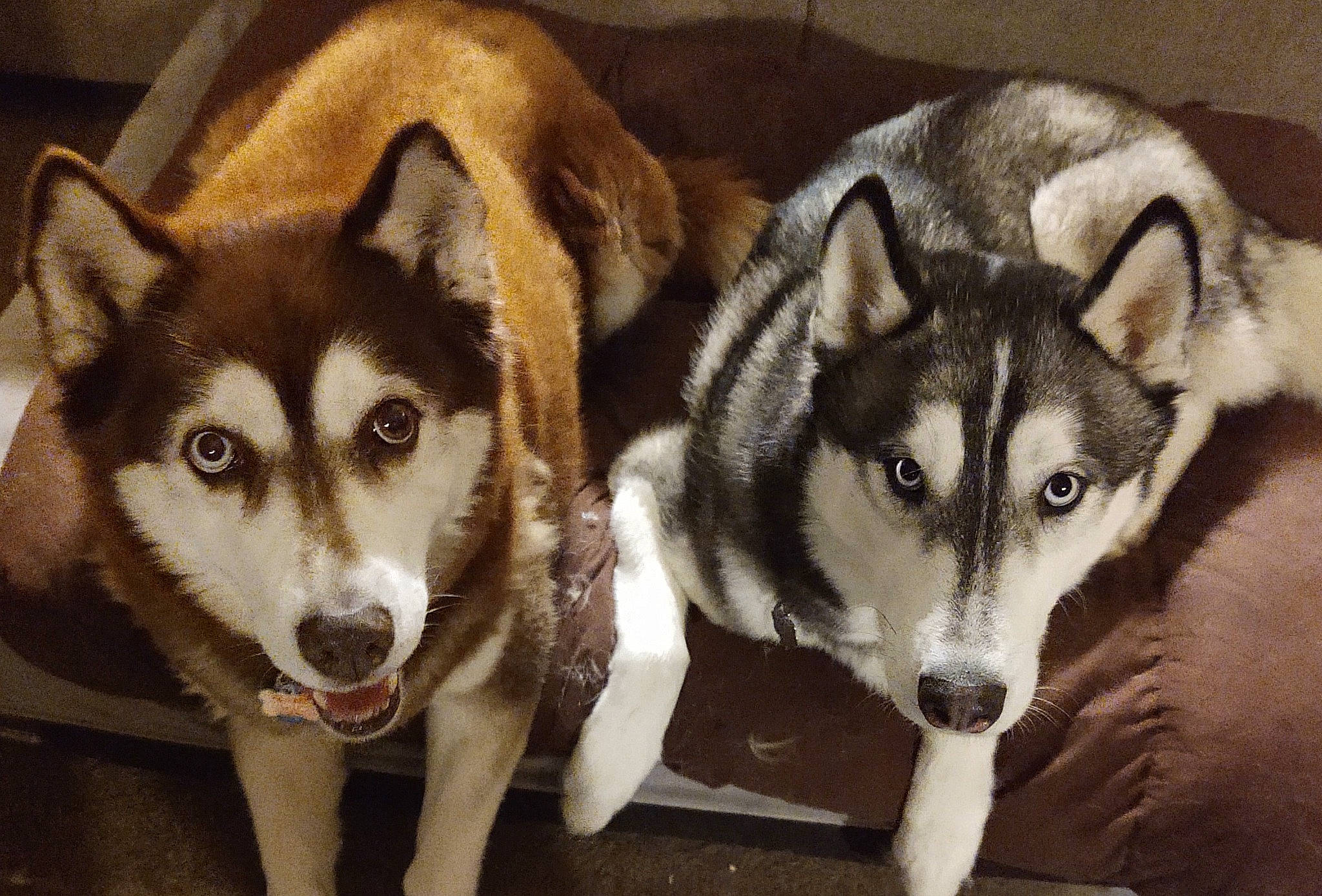 Shasta joined the competition — help win amazing prizes! canidae, canis, carnivore, companion_dog, dog, dog_breed, eye, fawn, fur, head, jaw, photograph, siberian_husky, sled_dog, snout, sporting_group, terrestrial_animal, whiskers, wildlife, working_dog