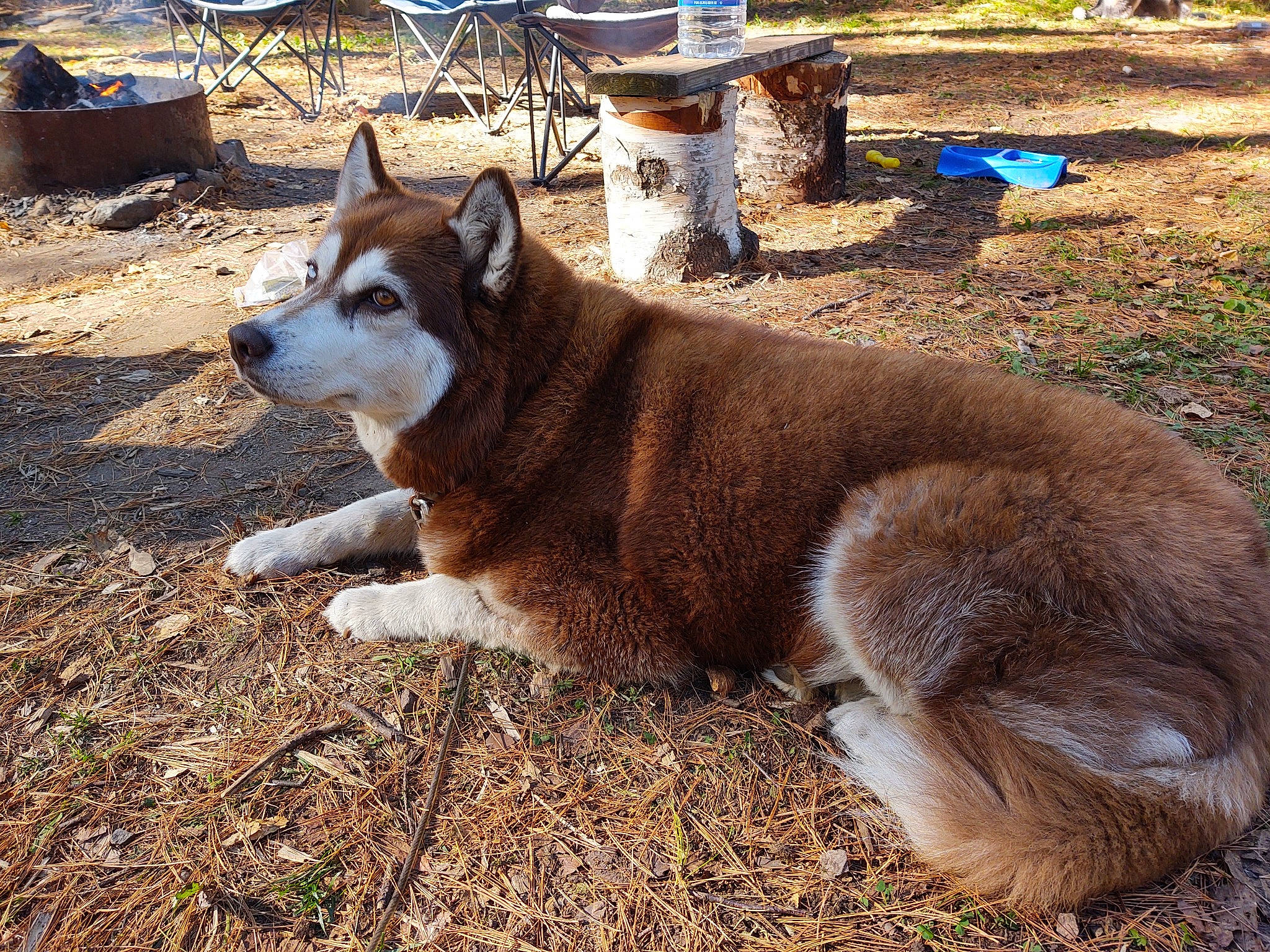Shasta joined the competition — help win amazing prizes! canidae, canis, carnivore, chair, collar, companion_dog, dog, dog_breed, fawn, fur, herding_dog, outdoor_furniture, siberian_husky, soil, sporting_group, tail, terrestrial_animal, wildlife, working_animal, working_dog