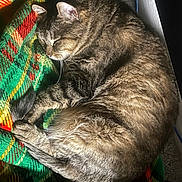 Willow is registered to the contest to win money with this photo: cat, tabby_cat, sleeping, curled_up, blanket, plaid, green, red, yellow, fur, pet, indoor, cozy, resting, sunlight, warm, animal, cute, peaceful, relaxing