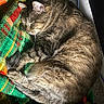 cat, tabby_cat, sleeping, curled_up, blanket, plaid, green, red, yellow, fur, pet, indoor, cozy, resting, sunlight, warm, animal, cute, peaceful, relaxing