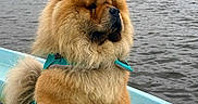 Urko participe au concours pour gagner de l'argent avec cette photo : dog, chow_chow, fluffy, boat, lake, water, nature, trees, outdoor, pet, fur, canine, animal, calm, greenery, sky, serious, standing, harness, watercraft