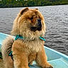dog, chow_chow, fluffy, boat, lake, water, nature, trees, outdoor, pet, fur, canine, animal, calm, greenery, sky, serious, standing, harness, watercraft