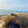 dog, sleeping, beach, sand, fluffy, outdoor, nature, calm, relaxation, sea, sky, pet, animal, sunlight, closeup, cozy, summer, daytime, landscape, peaceful