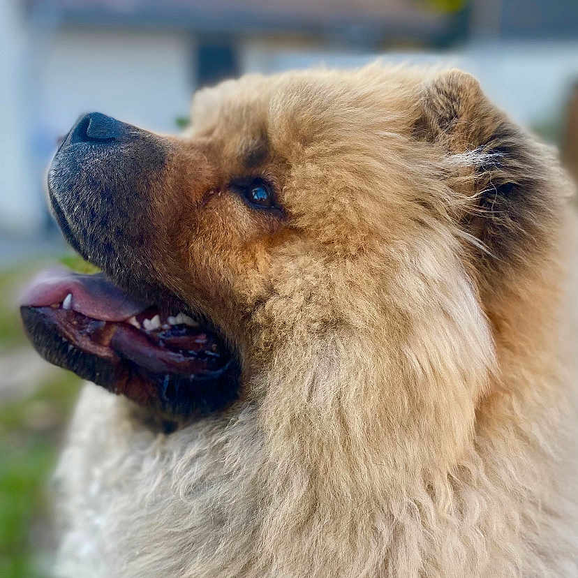 Urko