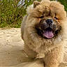 dog, puppy, chow_chow, fluffy, sand, outdoor, nature, greenery, bushes, blue_sky, tongue_out, happy, walking, canine, pet, animal, fur, cute, playful, daytime