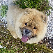 Urko a rejoint le concours — aidez-le/la à gagner de superbes lots ! dog, chow_chow, tongue_out, fluffy, grass, greenery, white_pebbles, outdoor, pet, happy, cute, looking_up, animal, nature, canine, fur, smiling, garden, playful, companion
