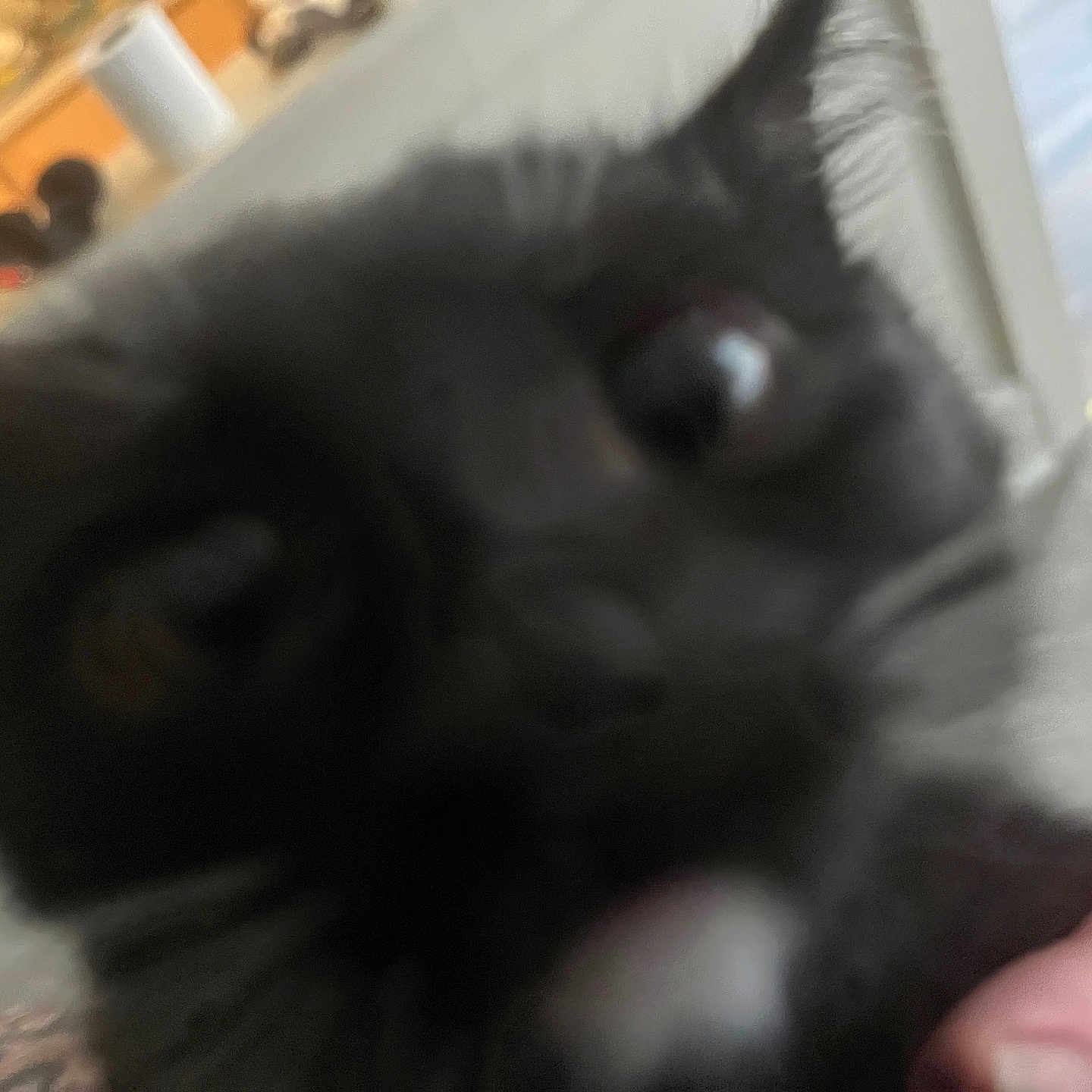 Bumblebee is registered to the contest to win money with this photo: abyssinian, animal, blackcat, bodypart, cat, finger, hand, kitten, manx, person, pet, siamese