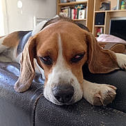 Tess participe au concours pour gagner de l'argent avec cette photo : dog, beagle, sleepy, resting, couch, indoor, living_room, pet, canine, fur, ears, paw, relaxation, home, furniture, bookshelf, television, brown, white, black