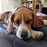 dog, beagle, sleepy, resting, couch, indoor, living_room, pet, canine, fur, ears, paw, relaxation, home, furniture, bookshelf, television, brown, white, black