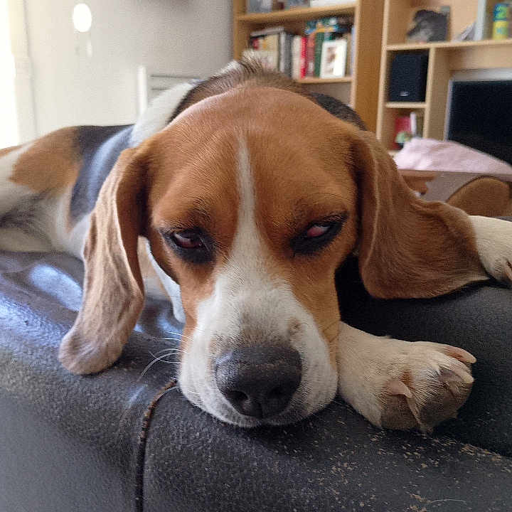 Tess participe au concours pour gagner de l'argent avec cette photo : dog, beagle, sleepy, resting, couch, indoor, living_room, pet, canine, fur, ears, paw, relaxation, home, furniture, bookshelf, television, brown, white, black