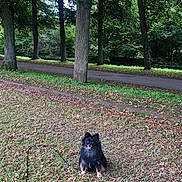 Simba Khalil participe au concours pour gagner de l'argent avec cette photo : dog, black_dog, grass, trees, leaves, outdoor, park, road, nature, happy, pet, canine, walking_leash, autumn, forest, smiling, animal, fur, small_dog, daytime