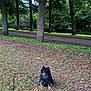 dog, black_dog, grass, trees, leaves, outdoor, park, road, nature, happy, pet, canine, walking_leash, autumn, forest, smiling, animal, fur, small_dog, daytime