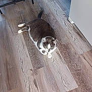 Spanky joined the competition — help win amazing prizes! cat, gray_cat, white_paws, indoor, flooring, wood_floor, furniture, relaxed, pet, animal, domestic_cat, laying_down, tail, curious, home, cozy, whiskers, ears, four_legs, fur