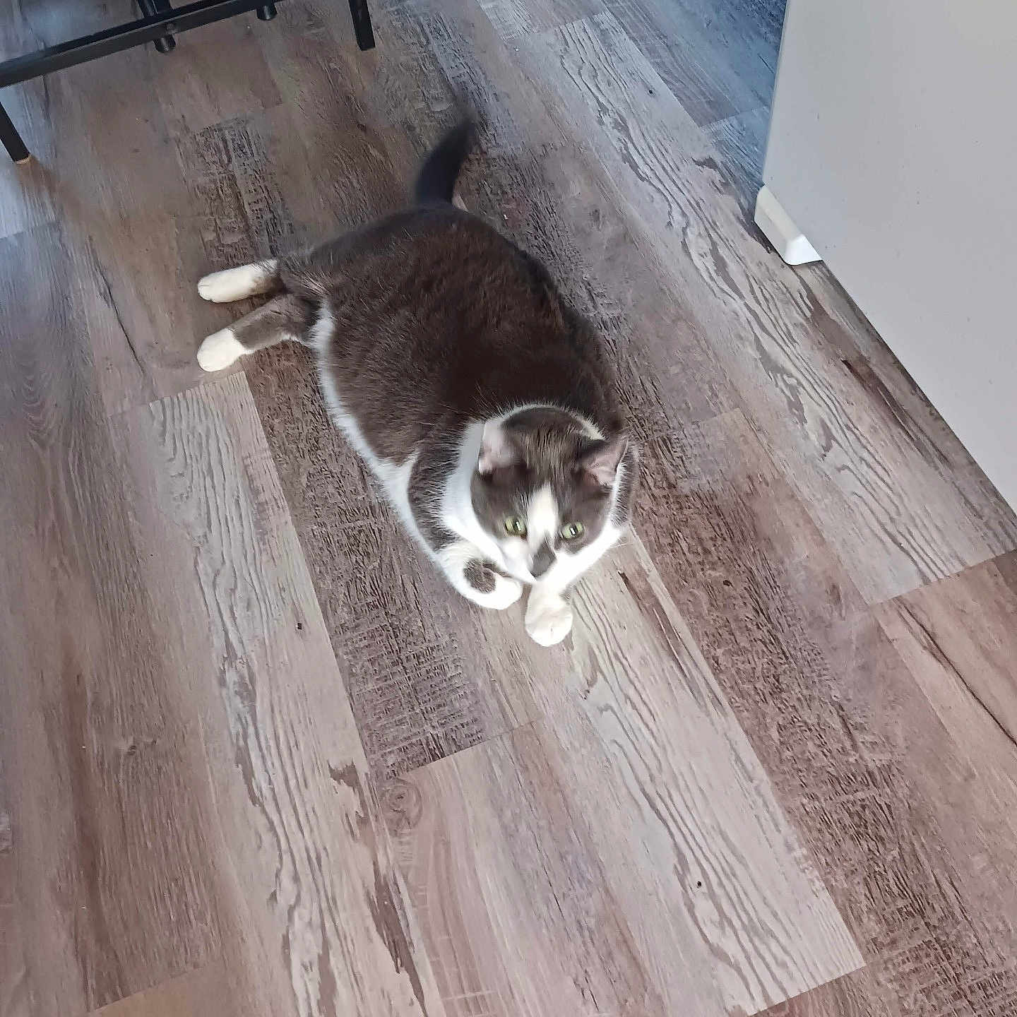 Spanky joined the competition — help win amazing prizes! animal, cat, cozy, curious, domestic_cat, ears, flooring, four_legs, fur, furniture, gray_cat, home, indoor, laying_down, pet, relaxed, tail, whiskers, white_paws, wood_floor