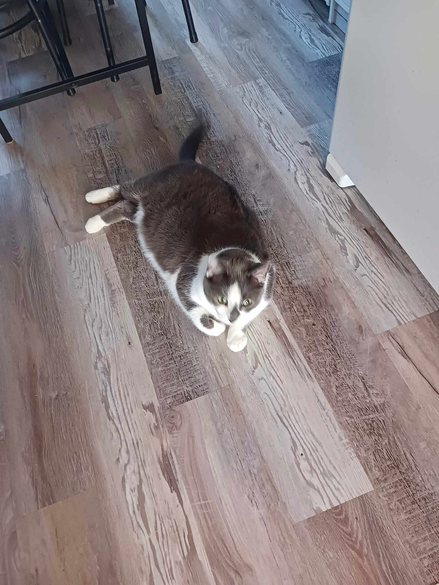 Spanky joined the competition — help win amazing prizes! cat, gray_cat, white_paws, indoor, flooring, wood_floor, furniture, relaxed, pet, animal, domestic_cat, laying_down, tail, curious, home, cozy, whiskers, ears, four_legs, fur