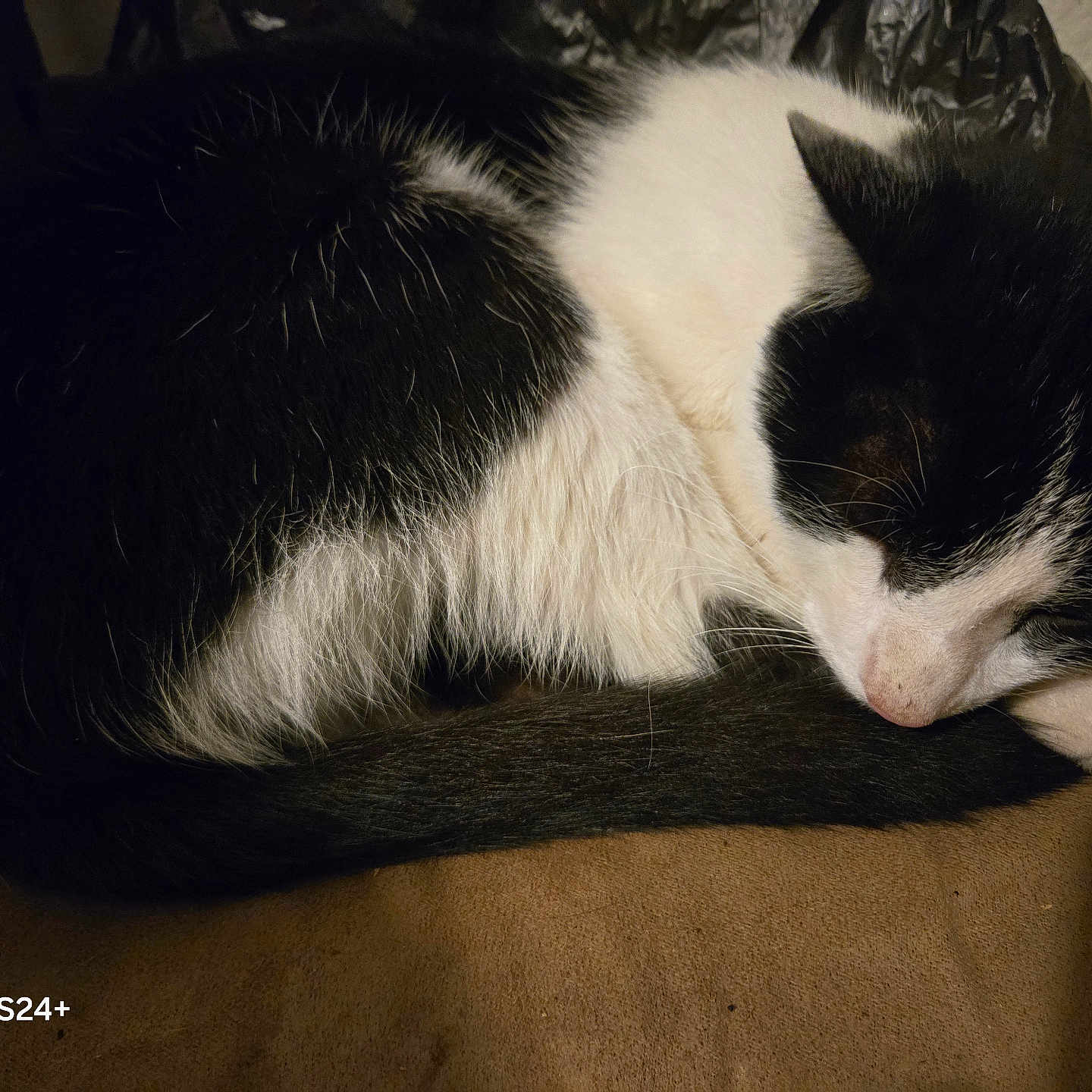 Buddy joined the competition — help win amazing prizes! animal, black_and_white, cat, closeup, cozy, curled_up, cute, domestic, feline, fur, indoor, mammal, paw, pet, relaxed, resting, sleeping, soft, tail, whiskers