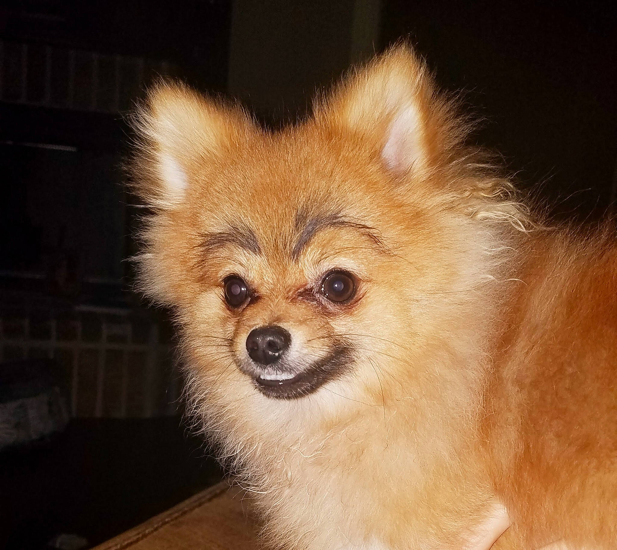 Gumbeaux joined the competition — help win amazing prizes! canidae, carnivore, companion_dog, dog, dog_breed, fur, german_spitz, german_spitz_klein, german_spitz_mittel, mammal, non_sporting_group, pomeranian, puppy, rare_breed_dog, snout, spitz, toy_dog, vertebrate, volpino_italiano, whiskers