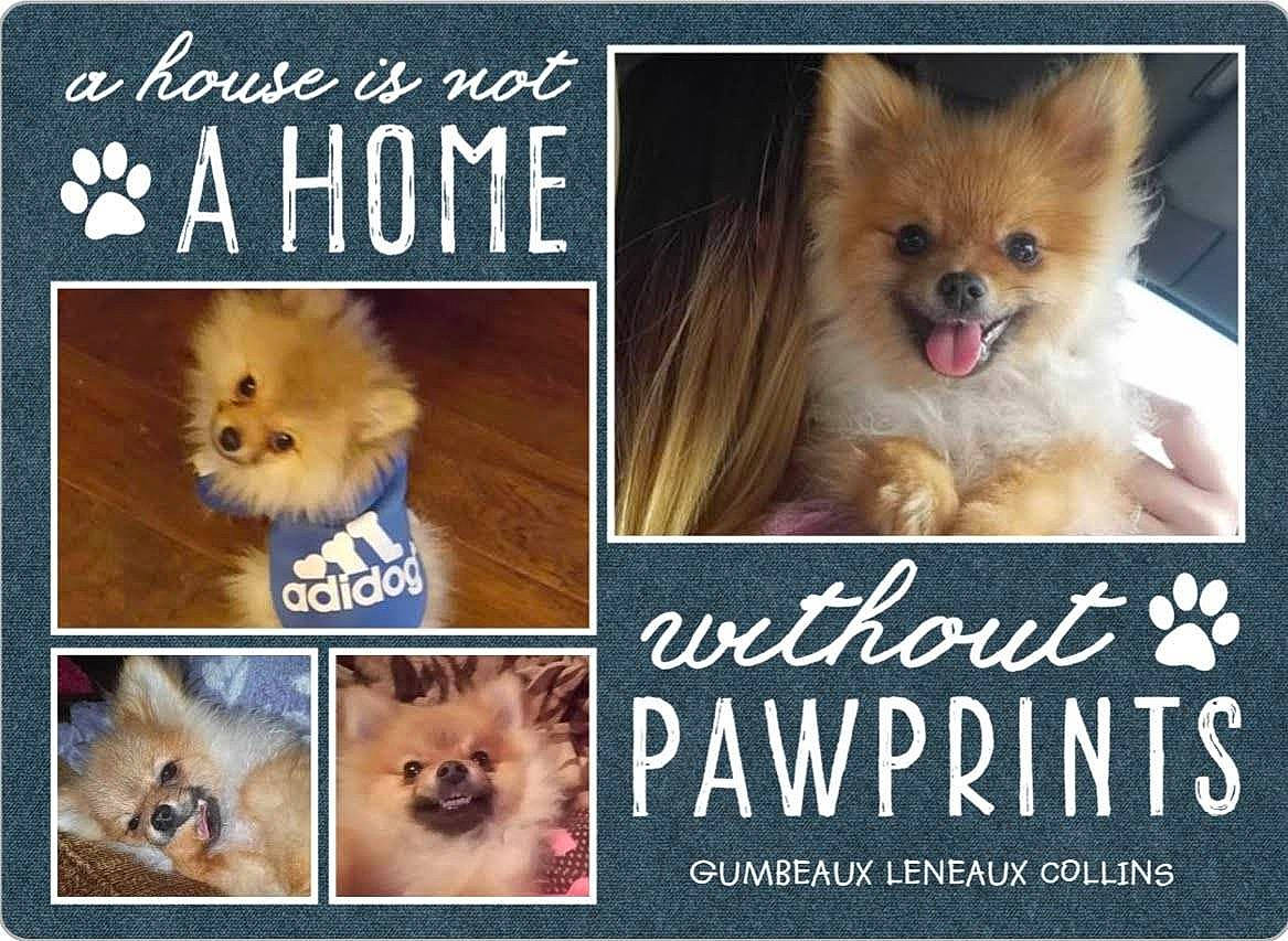 Gumbeaux is registered to the contest to win money with this photo: ancient_dog_breeds, canidae, carnivore, companion_dog, dog, dog_breed, finnish_spitz, german_spitz, german_spitz_klein, german_spitz_mittel, mammal, non_sporting_group, photo_caption, pomeranian, puppy, snout, spitz, toy_dog, vertebrate, volpino_italiano