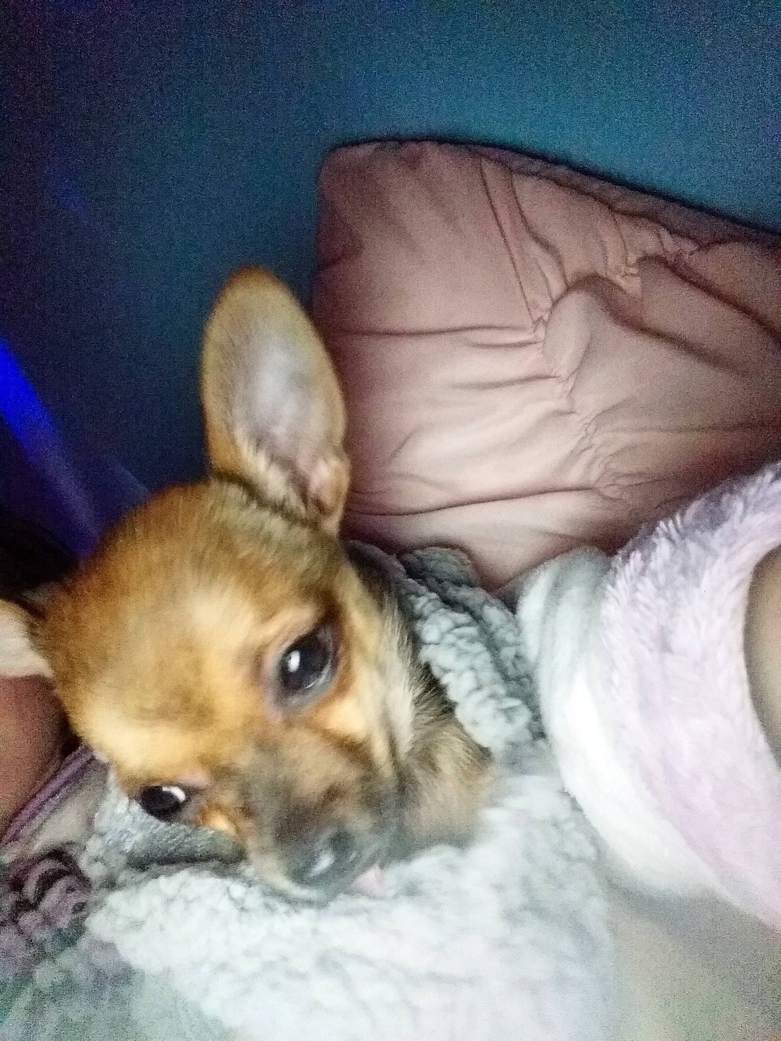 Beans joined the competition — help win amazing prizes! canidae, carnivore, chihuahua, companion_dog, dog, dog_breed, ear, eye, fawn, mammal, nose, puppy, puppy_love, skin, snout, toy_dog, whiskers