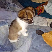 Bella joined the competition — help win amazing prizes! puppy, dog, bed, blanket, stuffed_toy, plush, fur, small_dog, indoor, cozy, animal, pet, cute, brown, white, soft, sleeping_area, comfort, resting, domestic