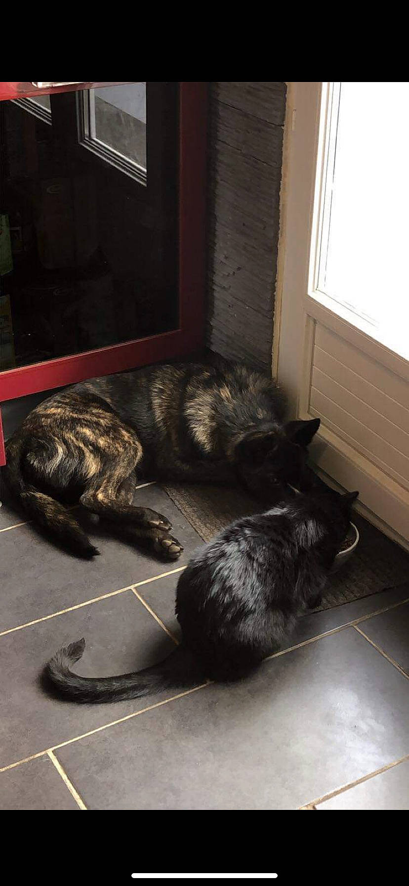 Rudy a rejoint le concours — aidez-le/la à gagner de superbes lots ! black_cat, canidae, carnivore, cat, claw, comfort, dog_breed, domestic_short_haired_cat, felidae, floor, flooring, fur, hardwood, small_to_medium_sized_cats, snout, sporting_group, tail, whiskers, window, wood