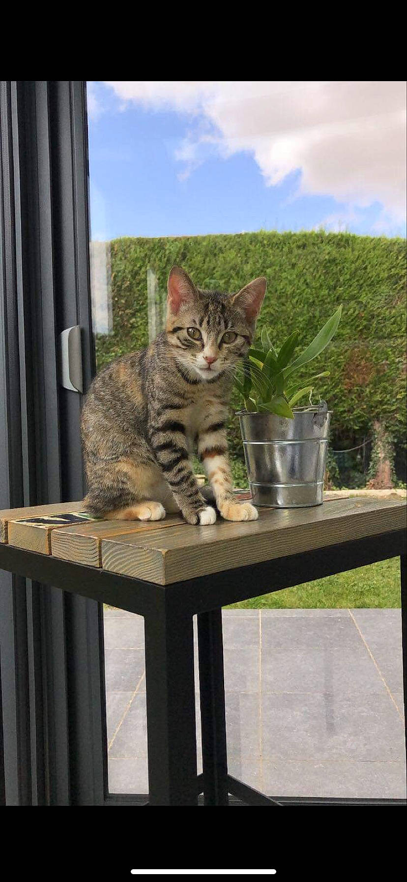 Nala participe au concours pour gagner de l'argent avec cette photo : carnivore, cat, cloud, domestic_short_haired_cat, fawn, felidae, grass, outdoor_furniture, plant, rectangle, sky, small_to_medium_sized_cats, snout, table, tail, vertebrate, whiskers, wildlife, window, wood