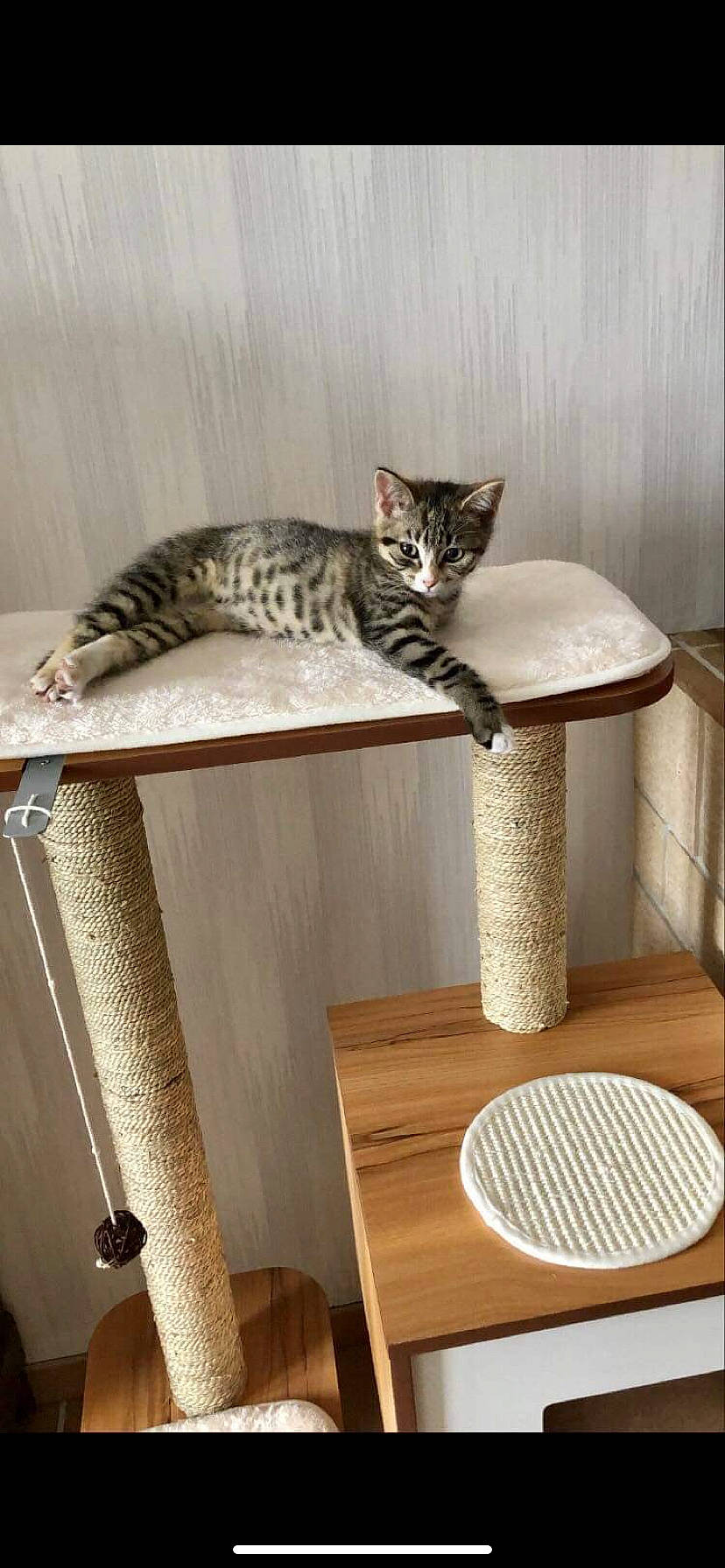 Nala participe au concours pour gagner de l'argent avec cette photo : carnivore, cat, cat_supply, coffee_table, comfort, domestic_short_haired_cat, felidae, flooring, furniture, grey, hardwood, interior_design, outdoor_furniture, rectangle, small_to_medium_sized_cats, table, tail, whiskers, wood, wood_stain