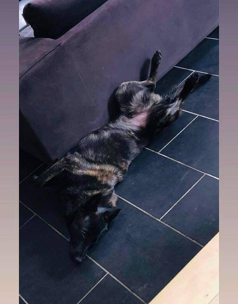 Smoky participe au concours pour gagner de l'argent avec cette photo : carnivore, companion_dog, couch, dog, dog_breed, felidae, flooring, fur, rectangle, square, tail