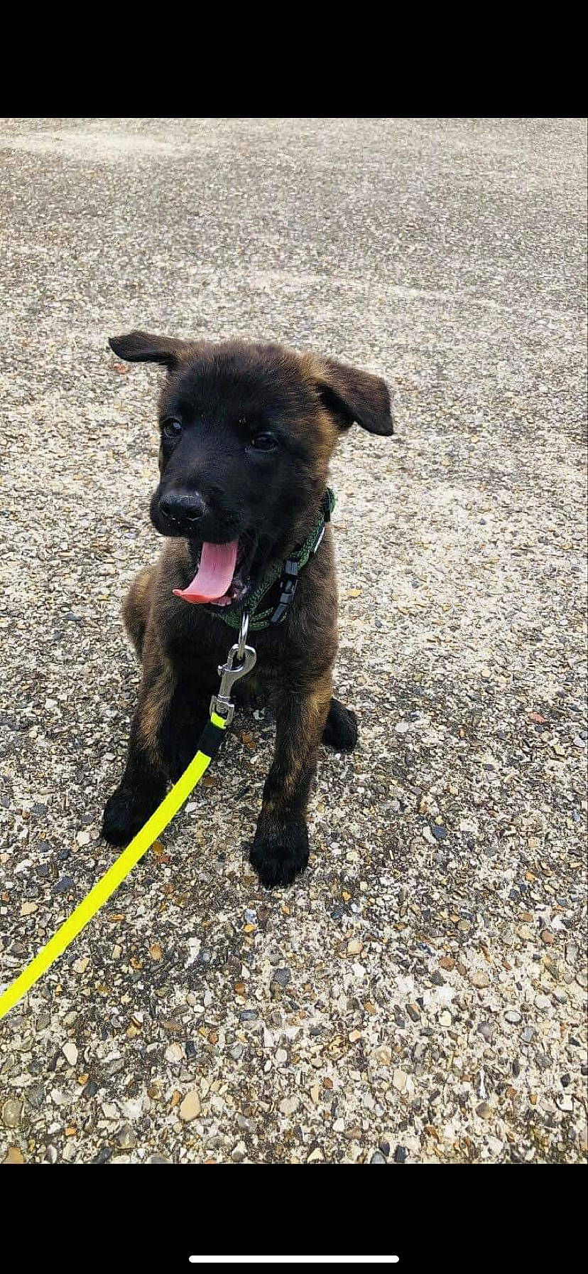 Smoky a rejoint le concours — aidez-le/la à gagner de superbes lots ! adventure, borador, canidae, carnivore, collar, companion_dog, dog, dog_breed, dog_collar, dog_supply, dog_walking, fawn, leash, liver, pet_supply, snout, sporting_group, street_dog, tail, working_animal