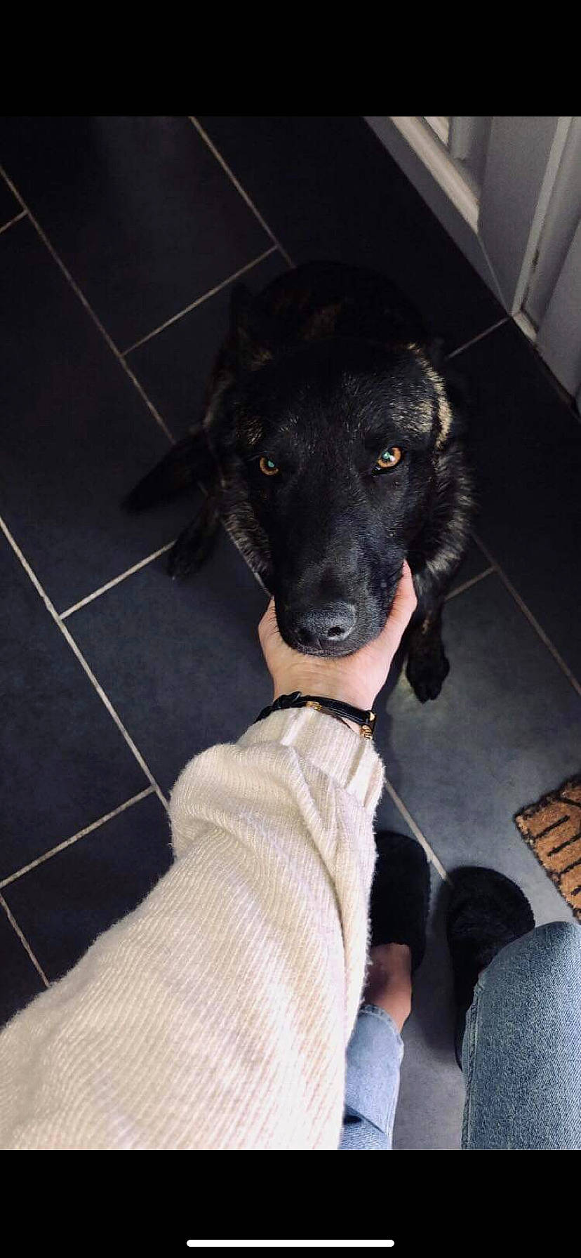 Smoky participe au concours pour gagner de l'argent avec cette photo : borador, canidae, carnivore, comfort, companion_dog, dog, dog_breed, flooring, fur, guard_dog, sleeve, snout, sporting_group, tile_flooring, working_animal