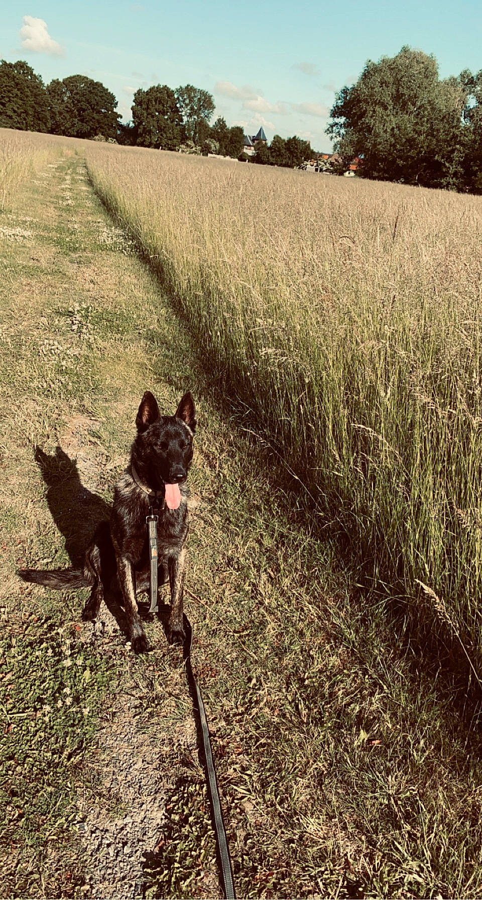 Smoky a rejoint le concours — aidez-le/la à gagner de superbes lots ! agriculture, carnivore, companion_dog, dog, dog_breed, ecoregion, fawn, field, grass, grass_family, grassland, landscape, leash, people_in_nature, plant, sky, soil, sporting_group, tail, working_animal