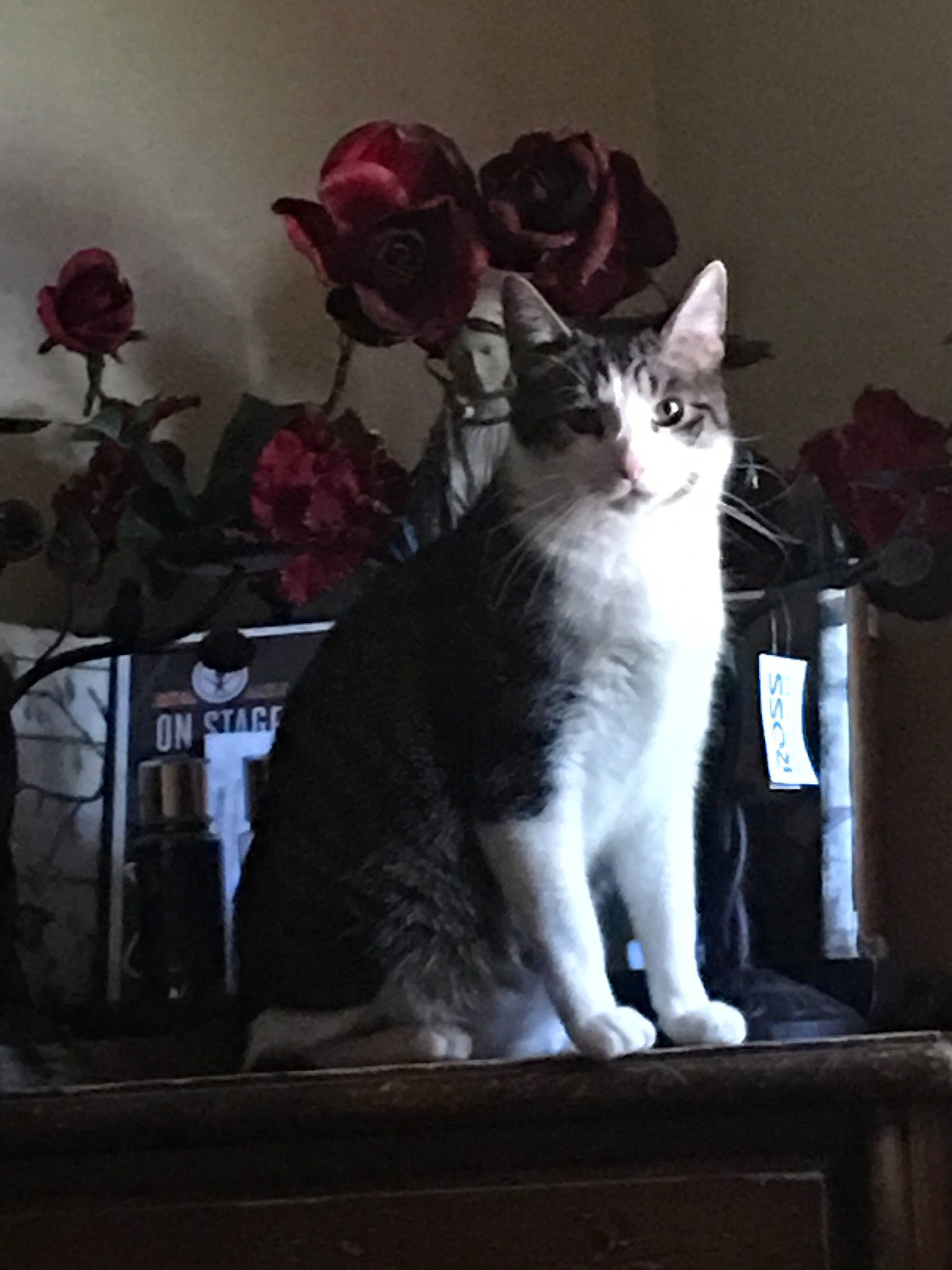 Freddie joined the competition — help win amazing prizes! carmine, carnivore, cat, darkness, domestic_short_haired_cat, door, felidae, flower, fur, grey, houseplant, monochrome_photography, paw, petal, plant, sitting, small_to_medium_sized_cats, tail, whiskers, window