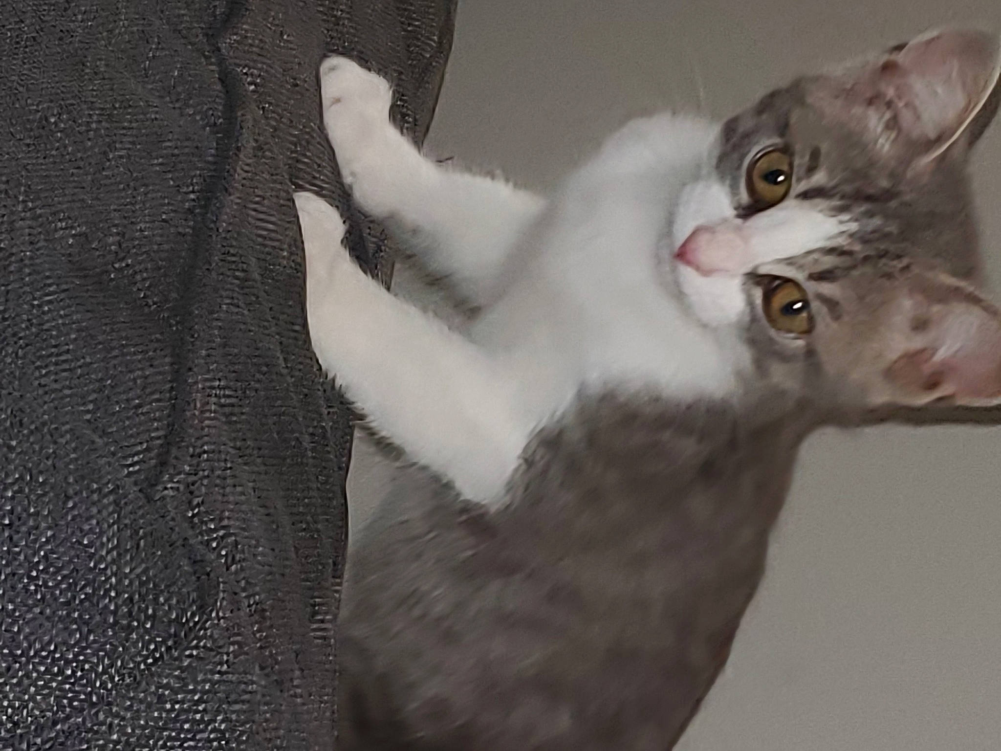 Tiara a rejoint le concours — aidez-le/la à gagner de superbes lots ! carnivore, cat, domestic_short_haired_cat, ear, felidae, fur, grey, paw, small_to_medium_sized_cats, snout, whiskers