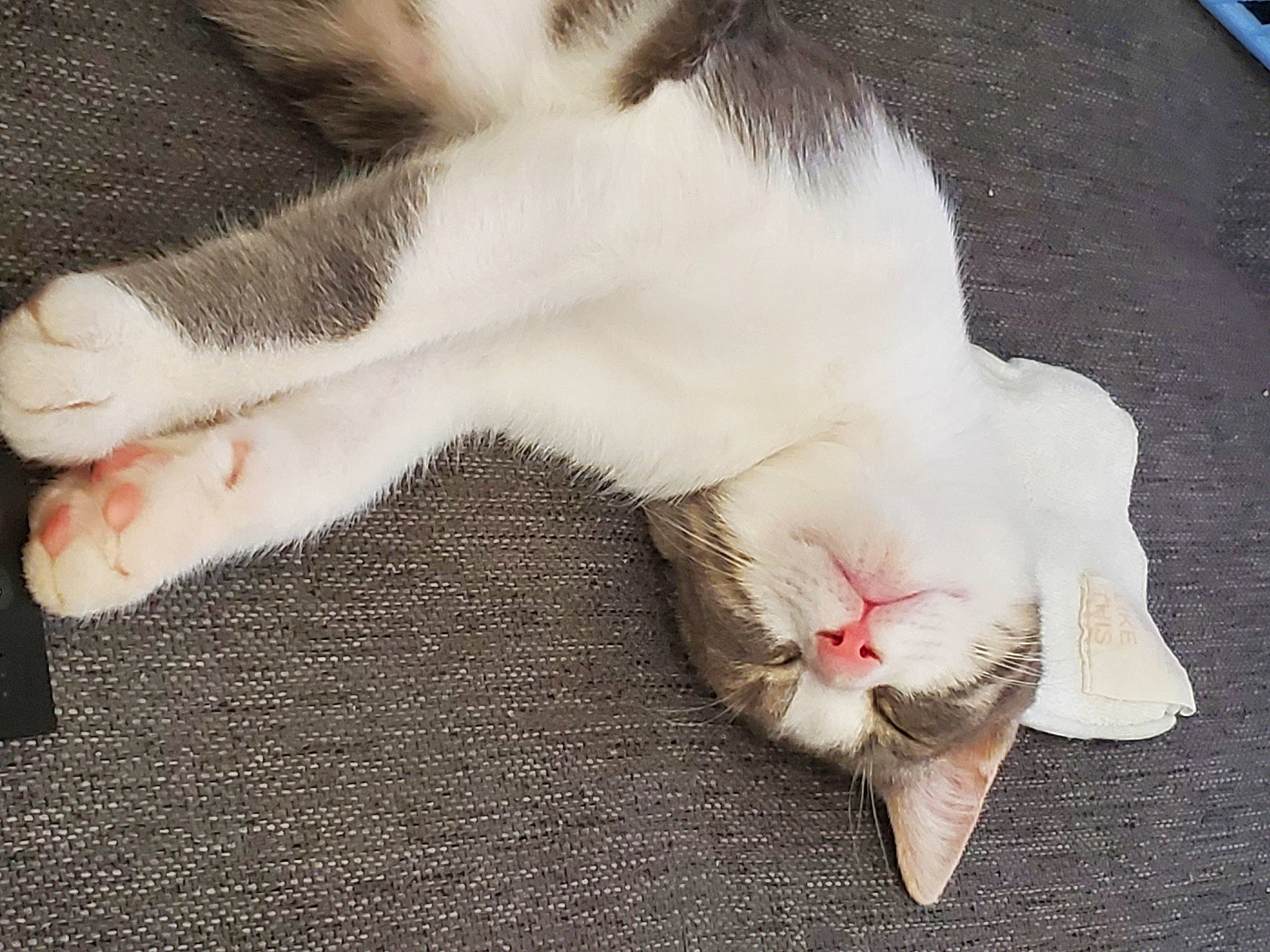 Tiara participe au concours pour gagner de l'argent avec cette photo : carnivore, cat, claw, comfort, domestic_short_haired_cat, fang, felidae, foot, fur, mammal, nap, paw, sleep, small_to_medium_sized_cats, snout, tail, terrestrial_animal, vertebrate, whiskers