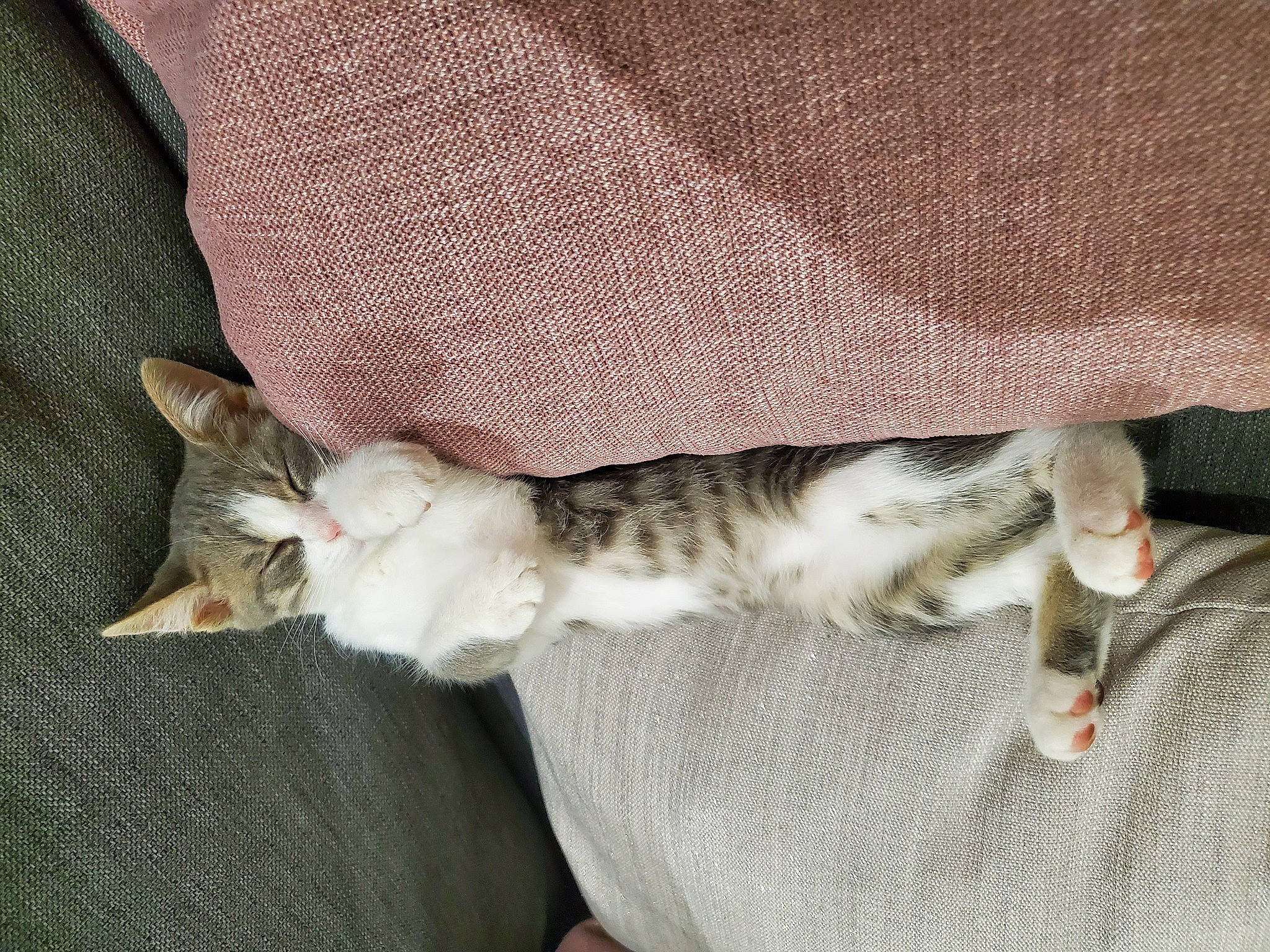 Tiara participe au concours pour gagner de l'argent avec cette photo : canidae, carnivore, cat, claw, comfort, couch, domestic_short_haired_cat, fawn, felidae, fur, grey, linens, nap, pattern, paw, sleep, small_to_medium_sized_cats, tail, vertebrate, whiskers