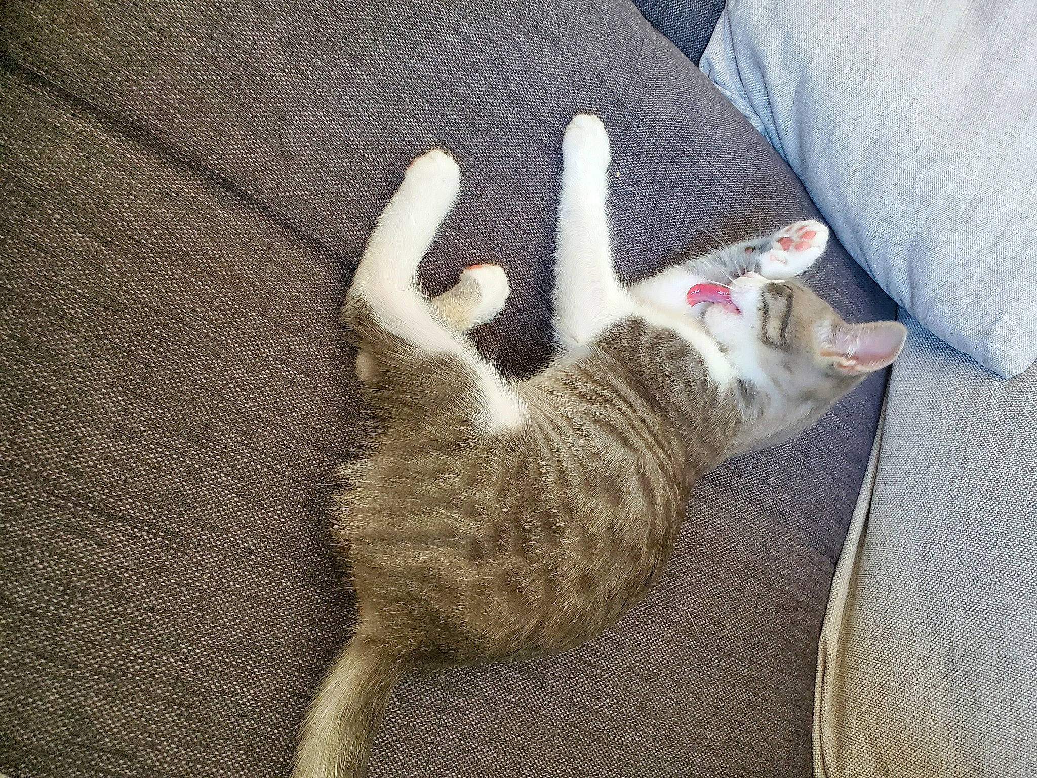 Tiara a rejoint le concours — aidez-le/la à gagner de superbes lots ! carnivore, cat, claw, comfort, domestic_short_haired_cat, fawn, felidae, fur, grey, linens, nap, paw, sleep, small_to_medium_sized_cats, tail, terrestrial_animal, whiskers, wood, woven_fabric