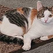 Bella Lee Reyes is registered to the contest to win money with this photo: cat, calico_cat, animal, pet, indoor, fur, relaxed, lying_down, eyes, ears, whiskers, paw, carpet, texture, brown, white, orange, black, cute, looking