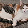 cat, calico_cat, animal, pet, indoor, fur, relaxed, lying_down, eyes, ears, whiskers, paw, carpet, texture, brown, white, orange, black, cute, looking
