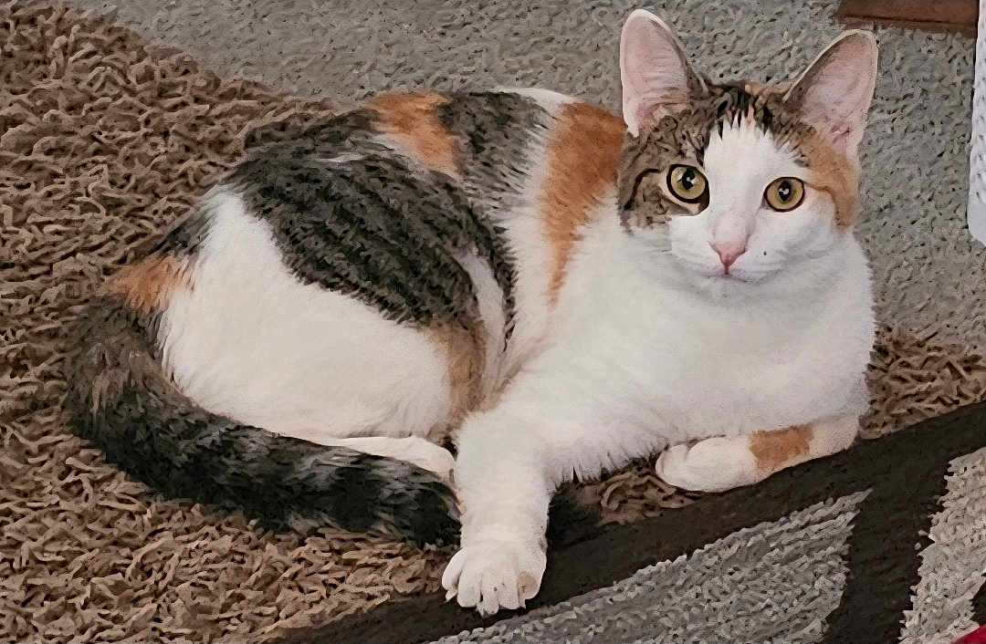 Bella Lee Reyes is registered to the contest to win money with this photo: cat, calico_cat, animal, pet, indoor, fur, relaxed, lying_down, eyes, ears, whiskers, paw, carpet, texture, brown, white, orange, black, cute, looking
