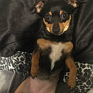 Chiquita joined the competition — help win amazing prizes! animal, bed, black_fur, blanket, brown_fur, cute, dog, ears, eyes, fur, indoor, looking_up, lying_down, nose, paw, pet, pillow, resting, small_dog, white_fur