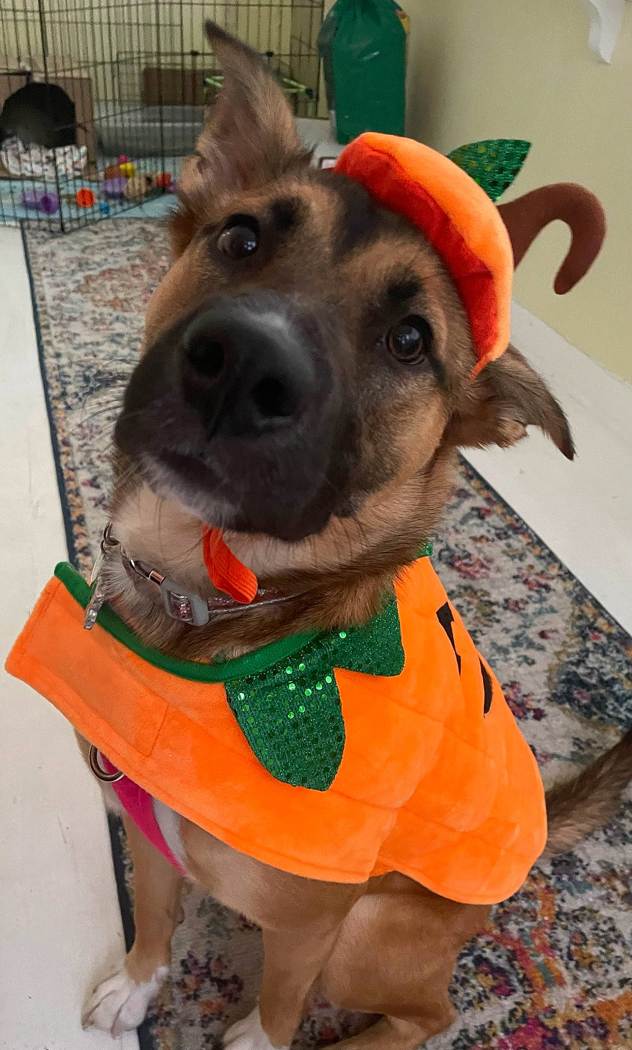 Alula is registered to the contest to win money with this photo: canidae, carnivore, collar, companion_dog, dog, dog_breed, dog_clothes, dog_collar, dog_supply, ear, fashion_accessory, fawn, leash, orange, pet_supply, smile, snout, sporting_group, whiskers, working_animal