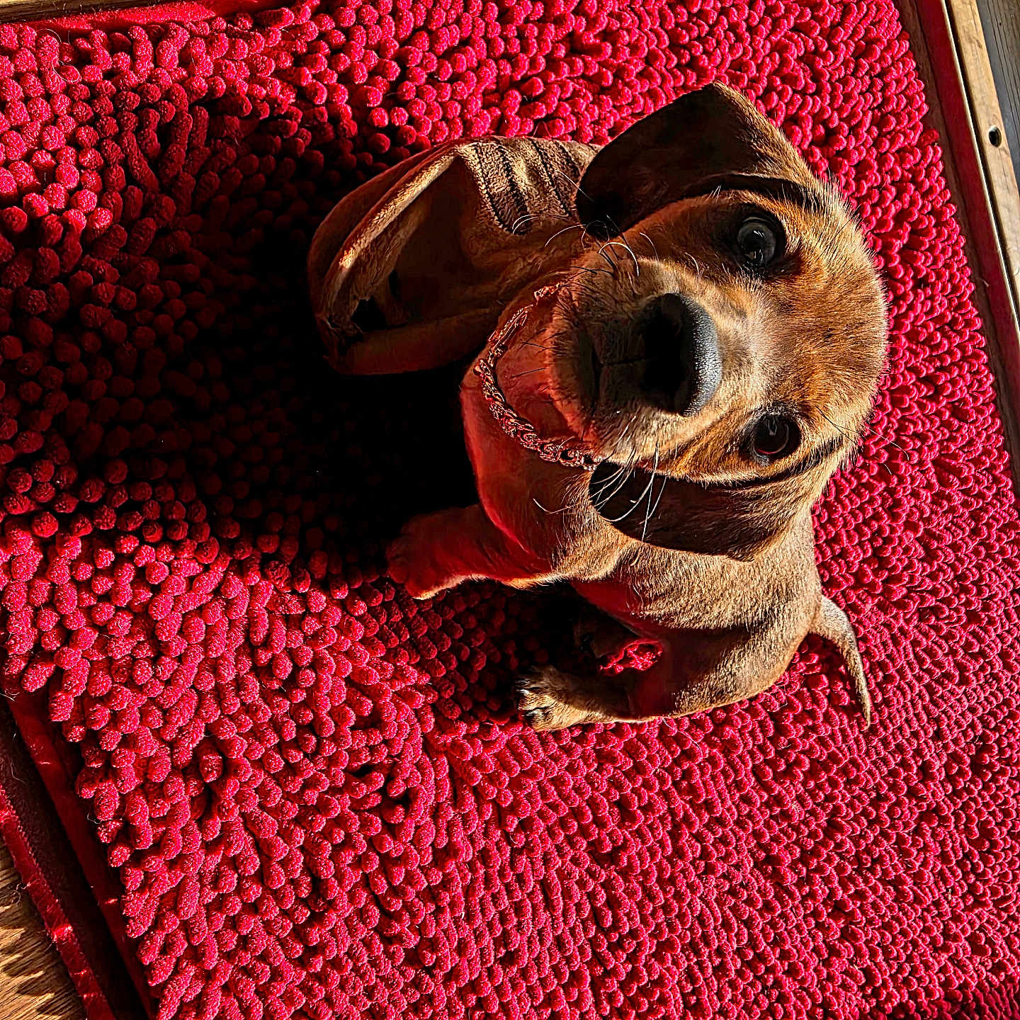 Teddy joined the competition — help win amazing prizes! animal, blanket, canine, dog, dogbed, hardwood, homedecor, hound, mat, pet, pointer, puppy, quilt, rug, stainedwood, wood
