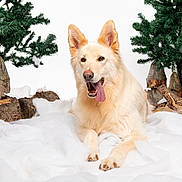 Cai is registered to the contest to win money with this photo: dog, tongue_out, snow, pine_tree, log, winter, pet, animal, fur, outdoor, nature, relaxed, cute, laying_down, forest, canine, fluffy, white_background, greenery, wood