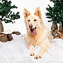 dog, tongue_out, snow, pine_tree, log, winter, pet, animal, fur, outdoor, nature, relaxed, cute, laying_down, forest, canine, fluffy, white_background, greenery, wood